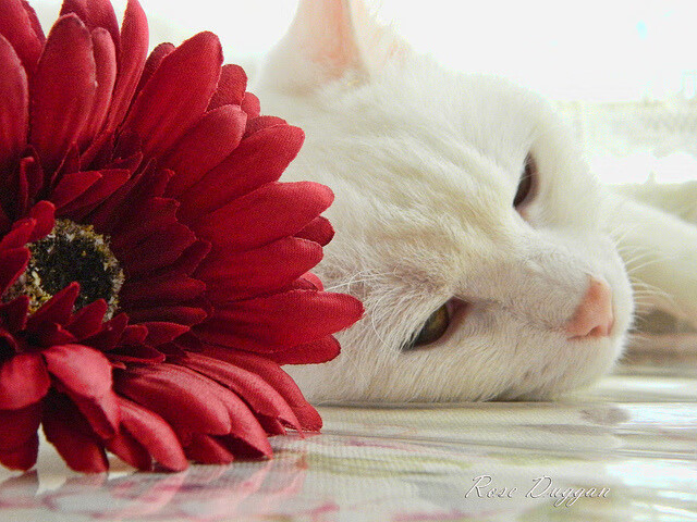 拜仁力争打造多语种战术沟通机制，拜仁战术分析